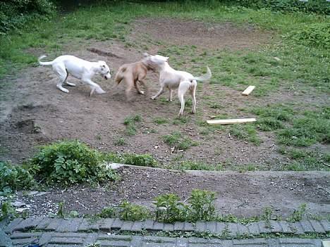 Dogo argentino Esto Del Cavdillo billede 3