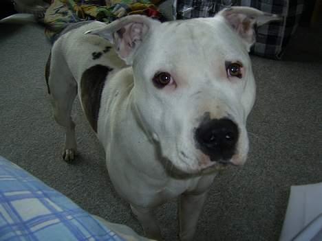 Amerikansk staffordshire terrier Bandit billede 16