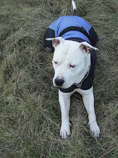 Amerikansk staffordshire terrier Bandit billede 17