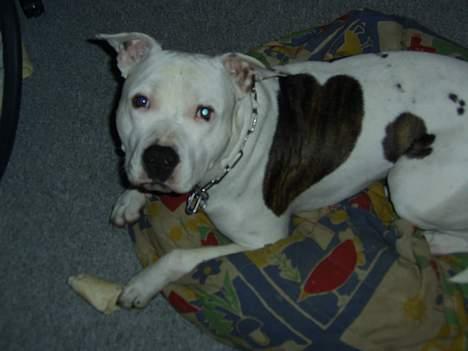 Amerikansk staffordshire terrier Bandit - Den er lidt for lille den sækkepude..*G* billede 19