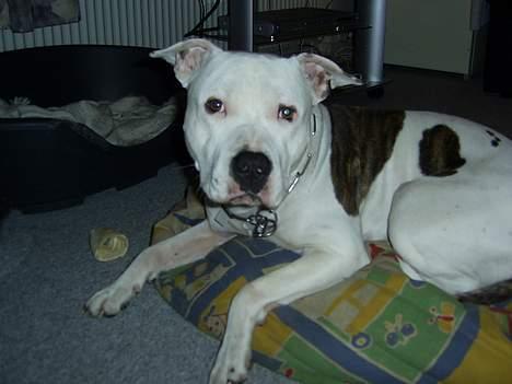 Amerikansk staffordshire terrier Bandit billede 18