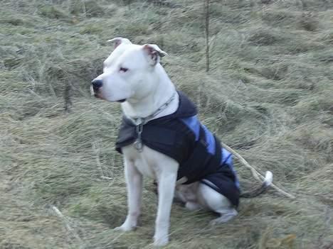 Amerikansk staffordshire terrier Bandit billede 14