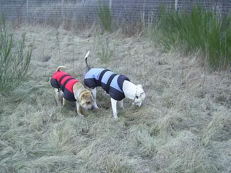 Amerikansk staffordshire terrier Bandit - Hygger med kæresten :) billede 15