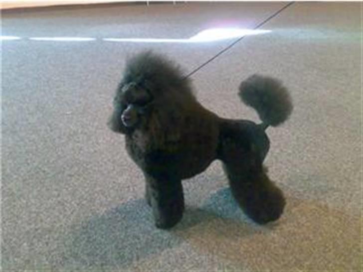 Toypuddel Black Chili Girl billede 11