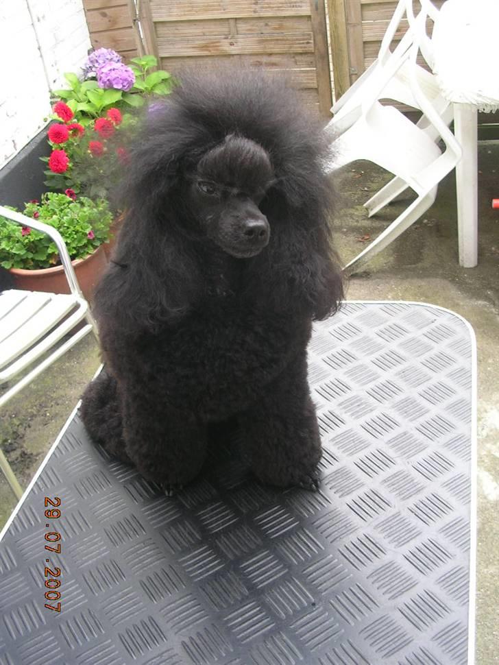 Toypuddel Black Chili Girl billede 12