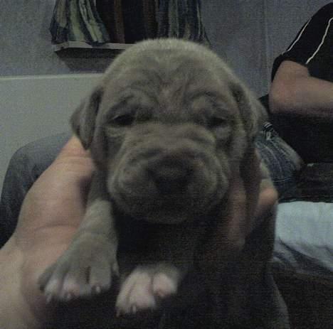 Blanding af racer bulli..  - er jeg ikk kær 0g 14 dage???? billede 6