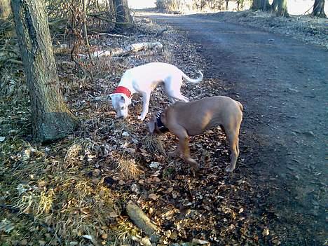 Blanding af racer bulli..  billede 7