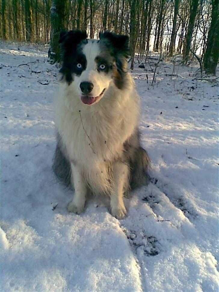 Australian shepherd Alve billede 1