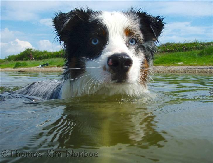Australian shepherd Alve billede 2