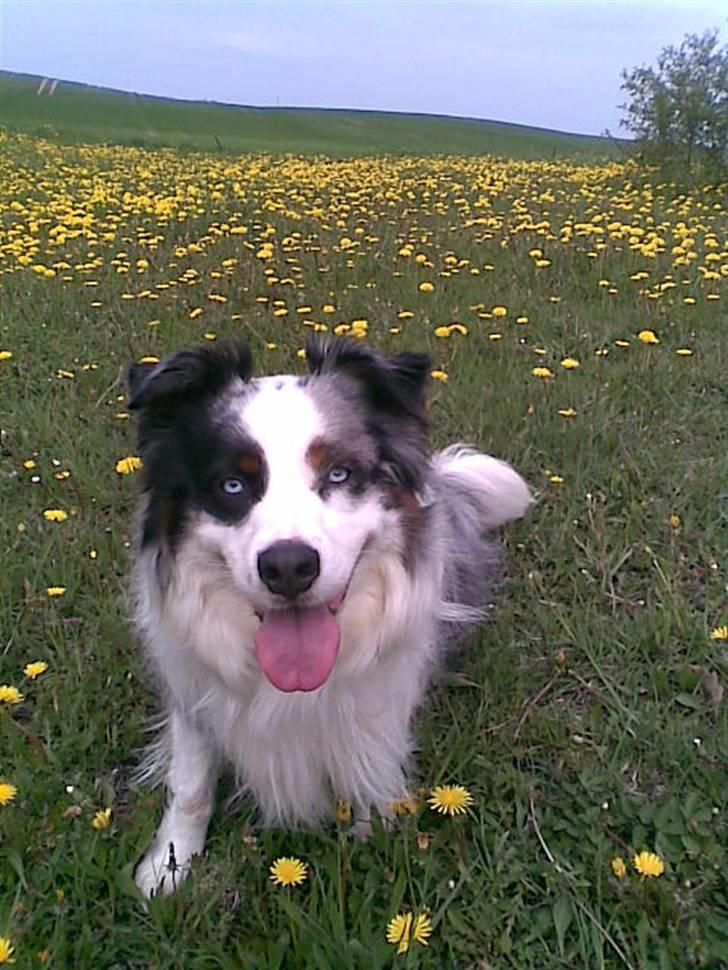 Australian shepherd Alve billede 3