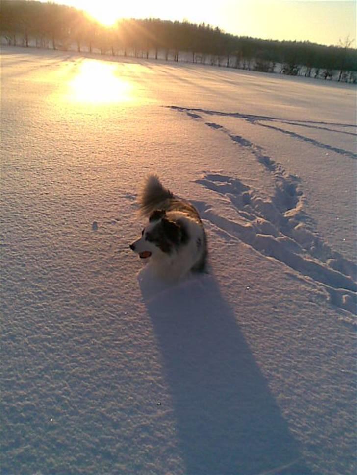 Australian shepherd Alve billede 4