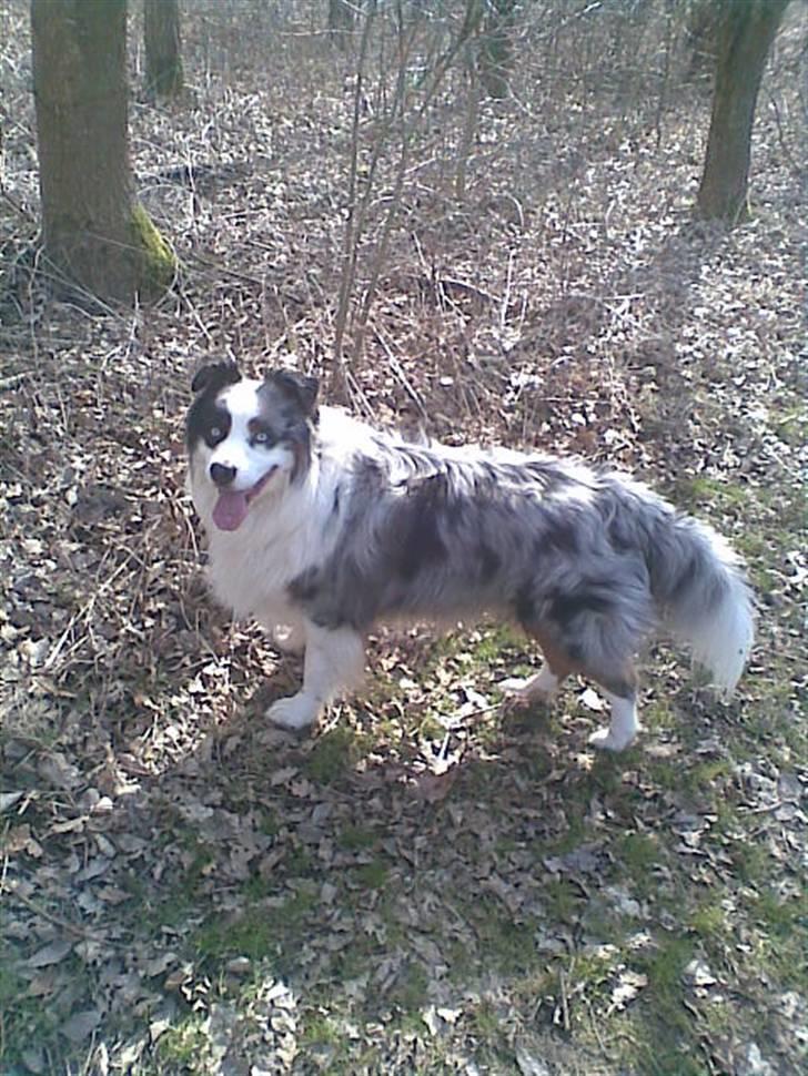Australian shepherd Alve billede 5