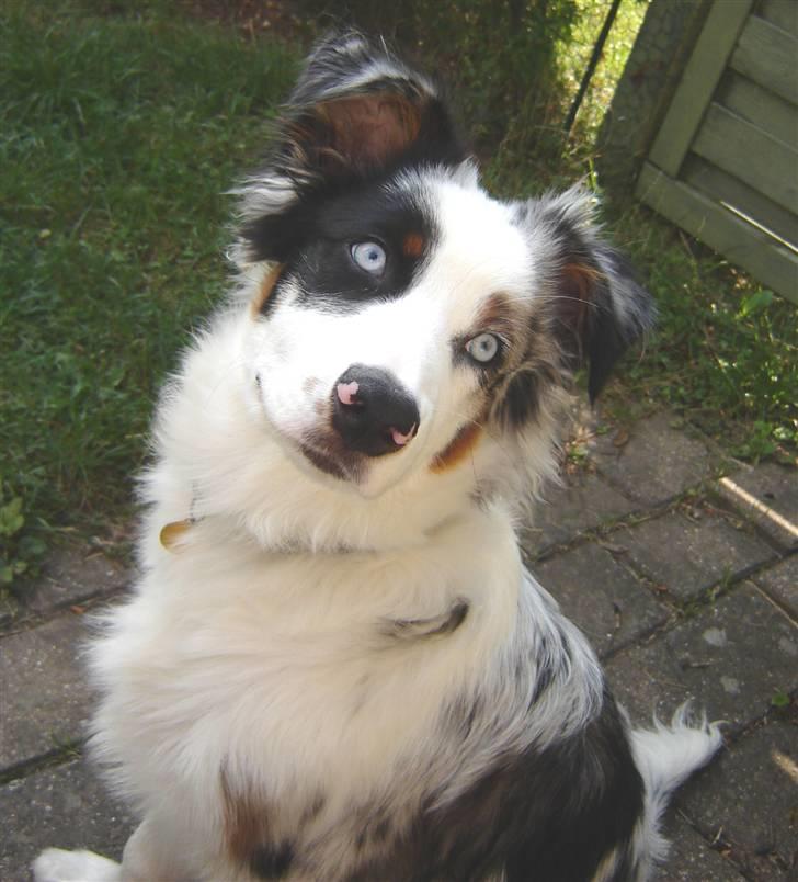 Australian shepherd Alve billede 6