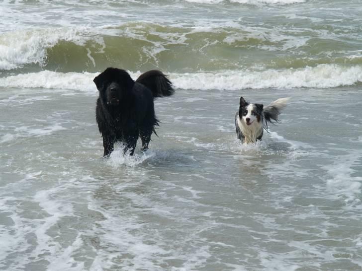Australian shepherd Alve - Alve og Cosmo poserer i Vesterhavet *S* billede 7