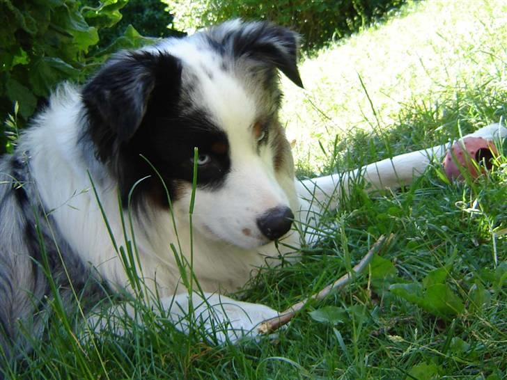 Australian shepherd Alve billede 8