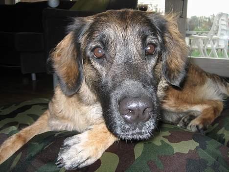 Blanding af racer Bella Mumbassa Uhaha - Hej kamera. billede 9