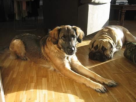 Blanding af racer Bella Mumbassa Uhaha - Middagslur. Zuco snorker, ti hi... billede 10