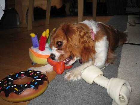 Cavalier king charles spaniel Tulle - Min 1 års fødselsdag. Sikke en masse dejlige gaver.... billede 12