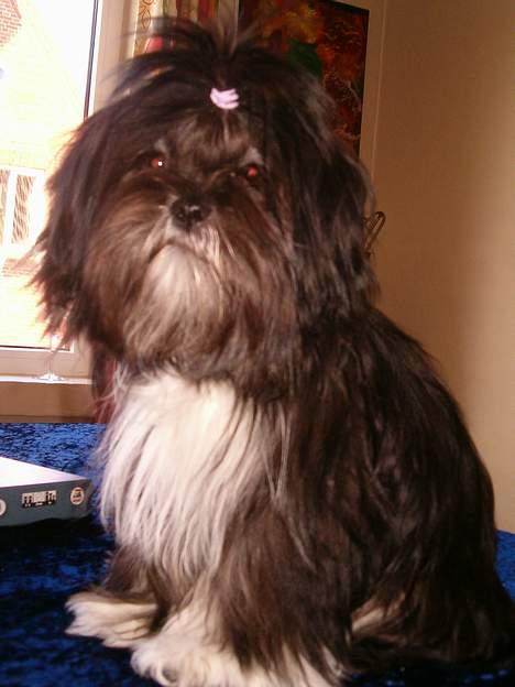 Lhasa apso Cheri billede 7