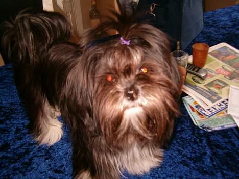 Lhasa apso Cheri billede 11