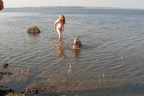 Amerikansk staffordshire terrier Kira billede 9