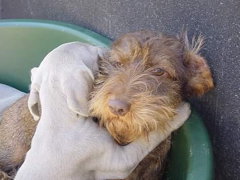 Weimaraner SØNDERSKOVENS D-KULD - Var det noget med en krammer, tante Sveske ?  billede 4