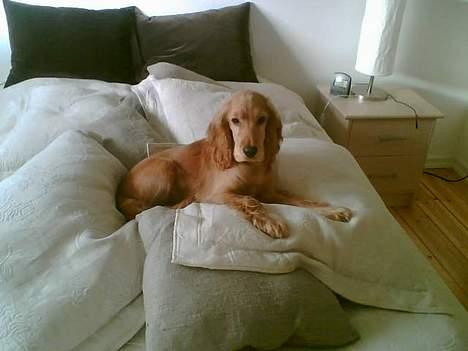 Cocker spaniel *William* Er aflivet !:( - Ligger og putter=) billede 14