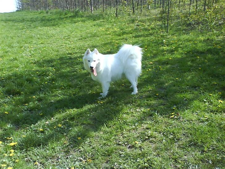 Samojedhund Igglo billede 2