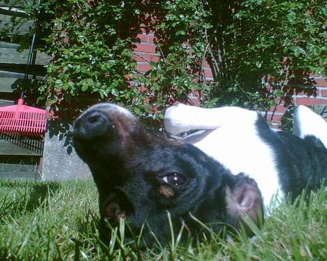 Dansk svensk gaardhund Mulle <3 - Hej med dig :b <3 billede 1