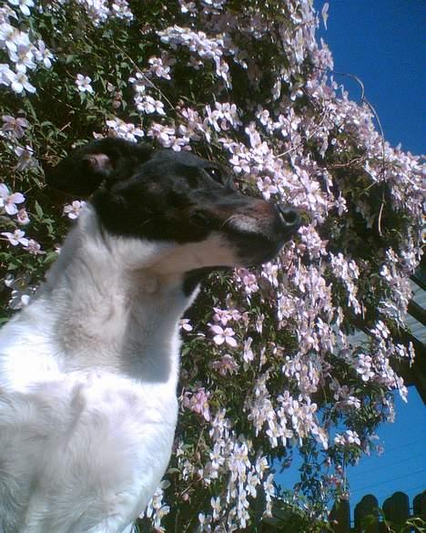Dansk svensk gaardhund Mulle <3 - Foran vores pæneste busk, som blomstrede billede 2