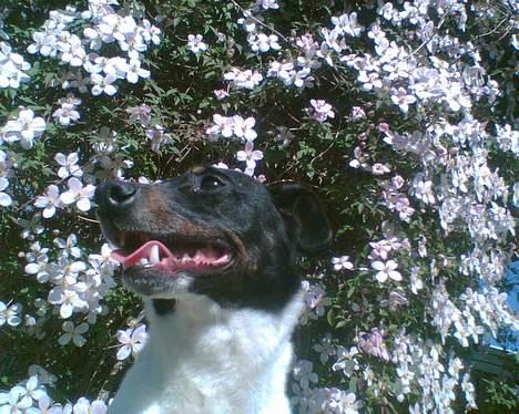 Dansk svensk gaardhund Mulle <3 - Igen :D billede 3