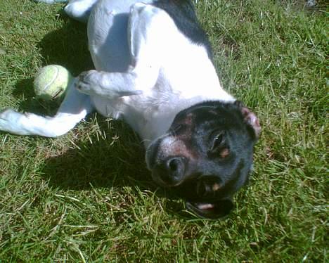 Dansk svensk gaardhund Mulle <3 - Skal jeg virkelig løbe igen? :b billede 4