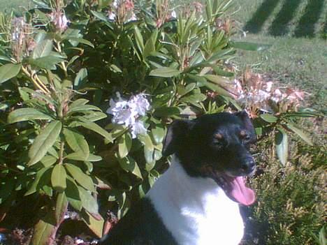 Dansk svensk gaardhund Mulle <3 - Mule inde i et bed :D Hun er en frækkert billede 5