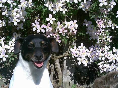 Dansk svensk gaardhund Mulle <3 - Haha. Hun griner :b billede 6