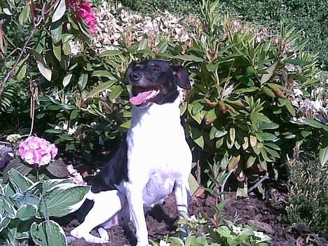 Dansk svensk gaardhund Mulle <3 - Ind i bedet igen xD billede 8