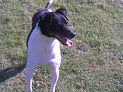 Dansk svensk gaardhund Mulle <3 - Hvad? Hvem kaldte x] billede 9