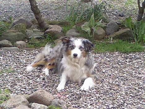 Australian shepherd Katinka billede 5
