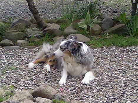 Australian shepherd Katinka billede 6