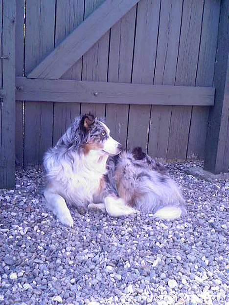 Australian shepherd Katinka billede 7