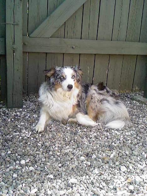 Australian shepherd Katinka billede 8