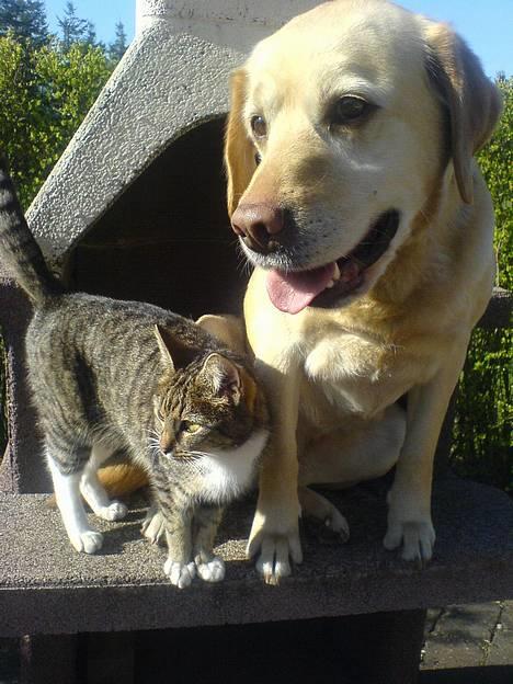 Labrador retriever Penny - Annabell og penny <3 sommeren 2007 billede 1
