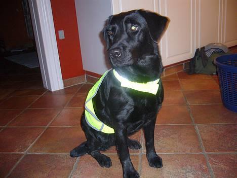 Labrador retriever Fiffy - Fiffy her :D med ny refleksvest <3333 billede 1