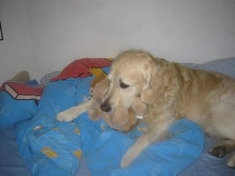 Golden retriever Nanoq billede 1