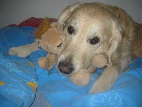 Golden retriever Nanoq billede 2