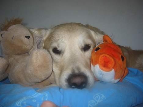 Golden retriever Nanoq billede 3