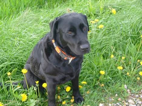 Labrador retriever Fiffy - Fiffy midt i alle mælkebøtter . <3 billede 2