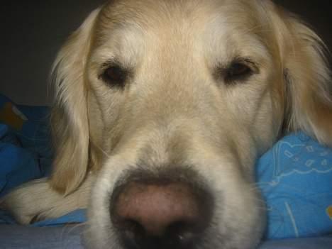 Golden retriever Nanoq billede 4