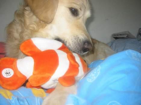 Golden retriever Nanoq billede 5