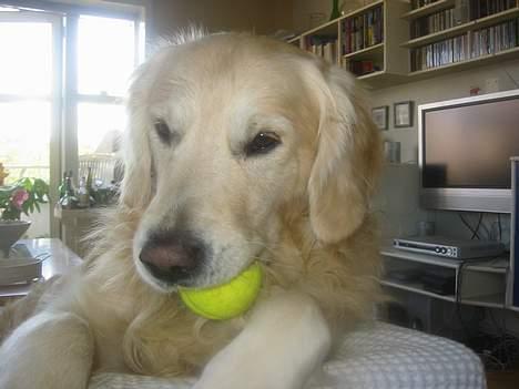 Golden retriever Nanoq billede 6