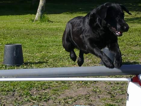 Labrador retriever Fiffy - (:<3 det er hun god til <3333 billede 3